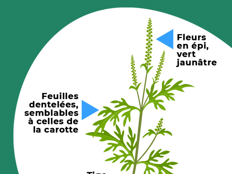 Pousse d'herbe à poux en fleurs.