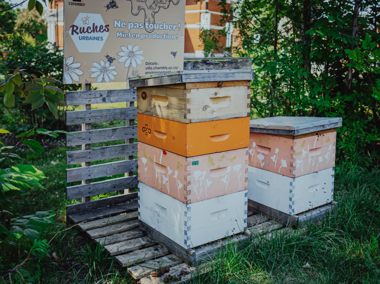 Ruche urbaine du Jardin Boileau