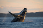 Baleine qui sort de l'eau en sautant au coucher du soleil.