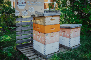 Ruche urbaine du Jardin Boileau